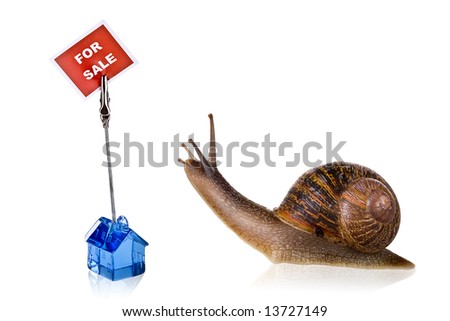 Funny snail reading the sign for a new house for sale