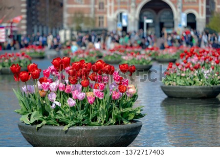 Beautiful tulips in front of the Rijksmuseum with blurred tourist as backdrop, Celebrating the tulip festival, Museumplein, Amsterdam. Netherlands.