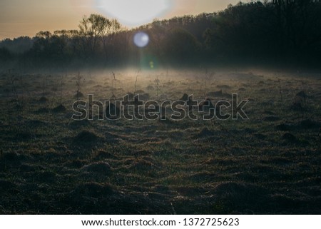 grass and dew at sunrise early in the morning