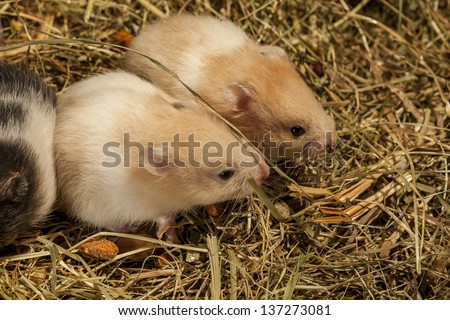 Two young hamsters on the hay.