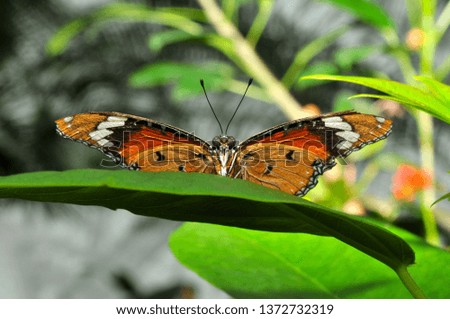 Orange butterfly sitting on a green leaf