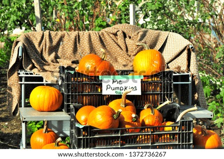 Pie pumpkins for sale stand