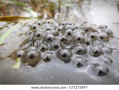 Frogspawn in a garden pond, taken at water level. Royalty-Free Stock Photo #137273897