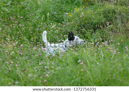 An image of a dog forest field. Natural illustration. Photography