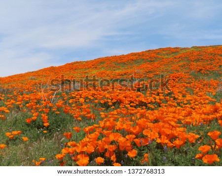This normally dry California desert hillside comes to life in early Spring after a long wet winter.  The California Poppies are beautiful.