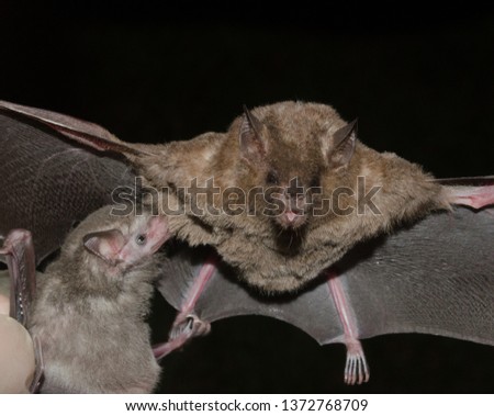 Pallas's long-tongued bat (Glossophaga soricina) is a South and Central American bat[2] with a fast metabolism that feeds on nectar. In this picture we see a cub being suckled by its mother