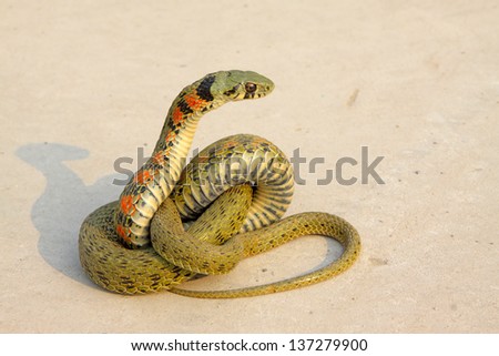 a picture of a snake, close up