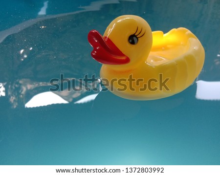 Bathing duck in summer