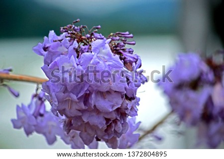 Purple horn flower 
