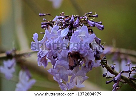 Purple horn flower 