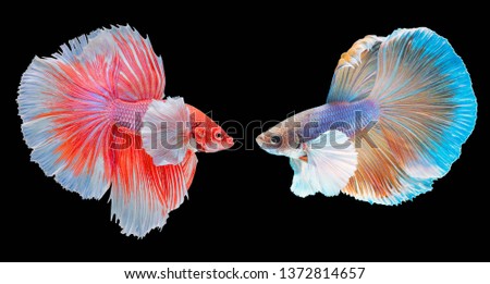 Betta fish red and blue  are fighting, on black background