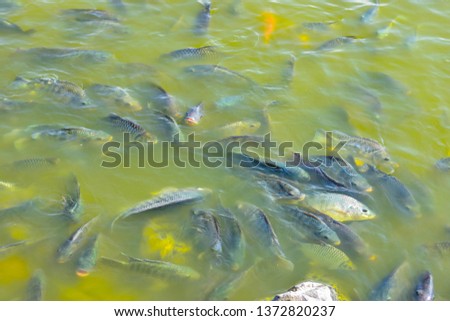 Flock of fish, eating plants, tilapia Carp Appeared on the surface of the water because oxygen is not enough in the water Is affected by dirty water in the pond and is a closed day
