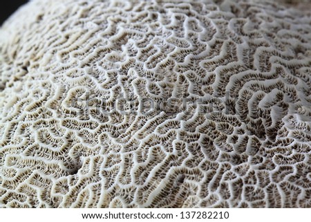 Brain coral close-up