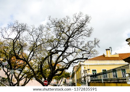 tree in front of a house, beautiful photo digital picture