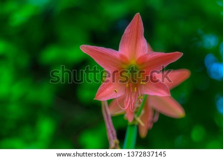 This beautiful photo shows a beautiful exotic flower. The photo was taken in the Maldives 