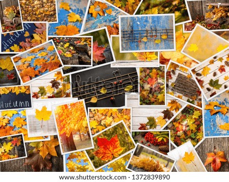 Colorful autumn collage. Beautiful colored fall pictures. Autumn creative set of photos. 
