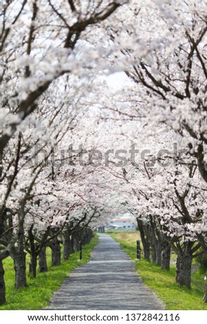 Cherry tree lined tunnel