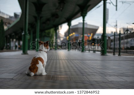 Jack russell is sitting at the station waiting. Little dog on the transport lPet Travel