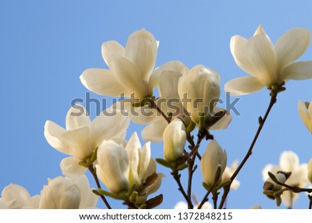 magnolia and sky