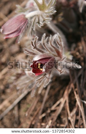 a picture of wild flowers Korean pasque flower