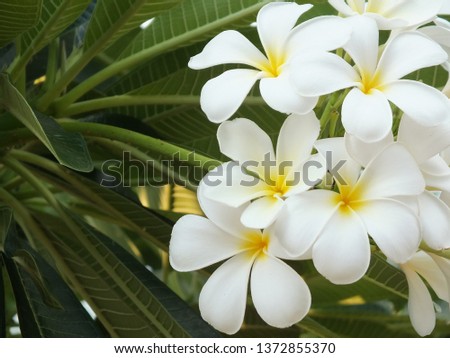 White Frangipani flowers on the background of the blue sky in the slow flowering, welcoming the bright sunlight.