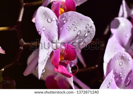 my beautiful colorful orchid close up