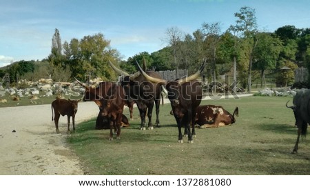 big horn cows and ochsen on green gras 