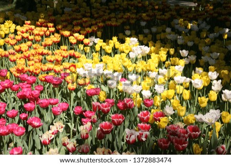 tulips flower picture