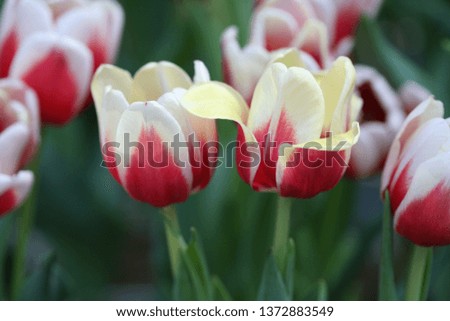 tulips flower picture