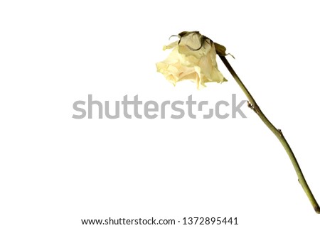 Dried rose flower close up isolated on white