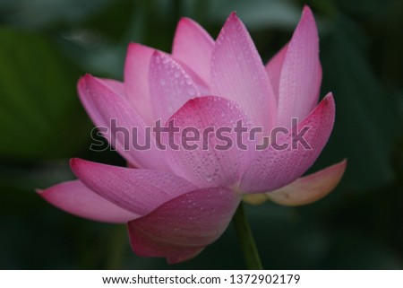 a picture of a lotus flower on a rainy day.