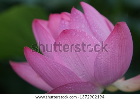 a picture of a lotus flower on a rainy day.