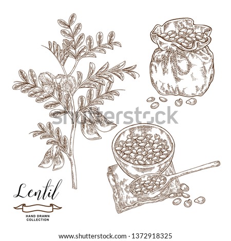 Lentil branch with pods and flowers, ripe lentil seeds in wooden bowl and rustic sack. Hand drawn legumes. Vector illustration engraved. Royalty-Free Stock Photo #1372918325
