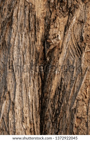 Tree bark texture. Bark of wood. Cracked tree bark close-up. old wood texture. background