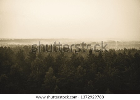 misty forest in foggy morning. far horizon. spruce and pine tree forest abstract texture background - vintage retro look