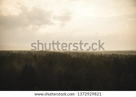 misty forest in foggy morning. far horizon. spruce and pine tree forest abstract texture background - vintage retro look