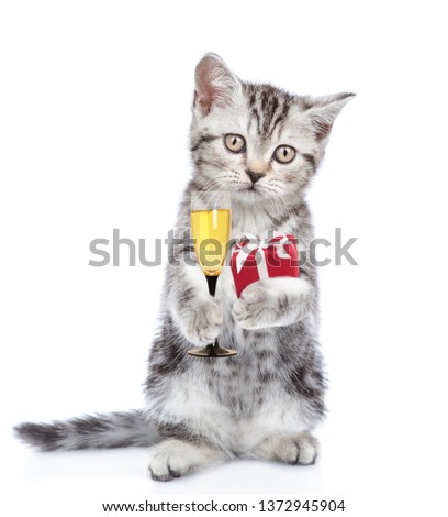 Tabby kitten with gift box and glass of champagne. Isolated on white background