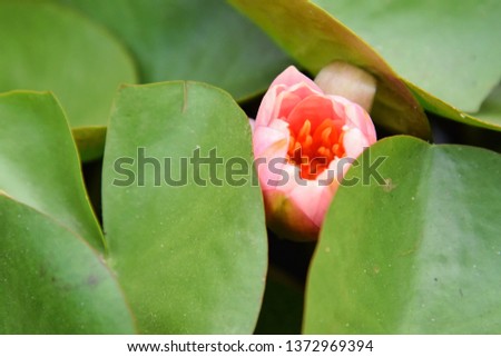 The water lotus with green leaf background 
