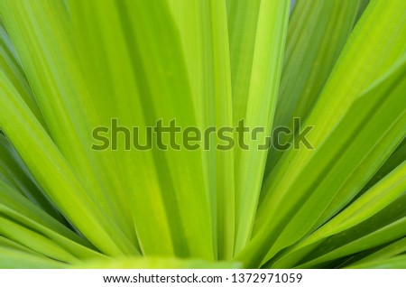 Closeup nature view of green leaf on blurred green background with copy space for text.