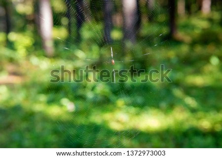 Spider sits in the center of its web in the forest