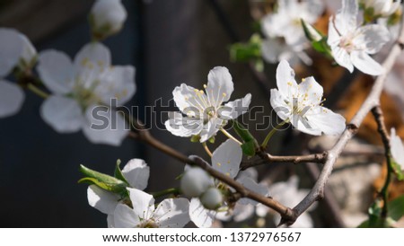 Apricot tree flower with buds blooming at springtime