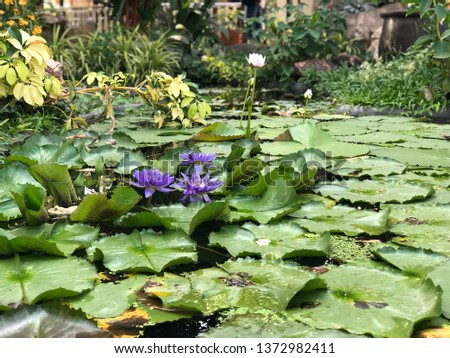 Big lotus in the pond