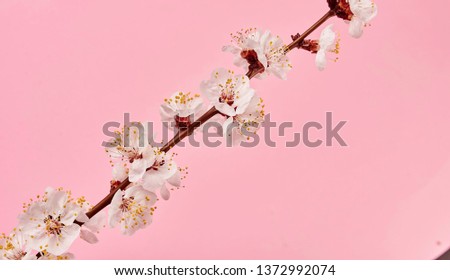 A branch of blossoming peach on a pink monophonic background. Fashionable minimalistic flatlay in Asian, Japanese style. A beautiful natural motif for your layout