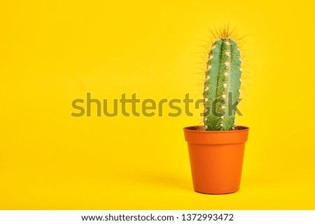cactus on a yellow background minimalism