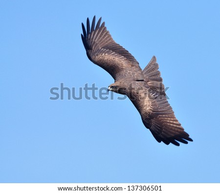 Black Kite Bird with fish in flight