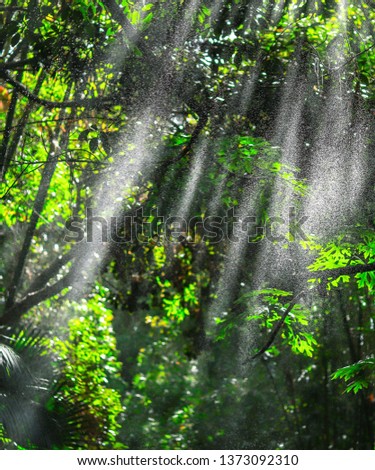 Beautiful picture of the mist in the jungle coming down through the sunlight.