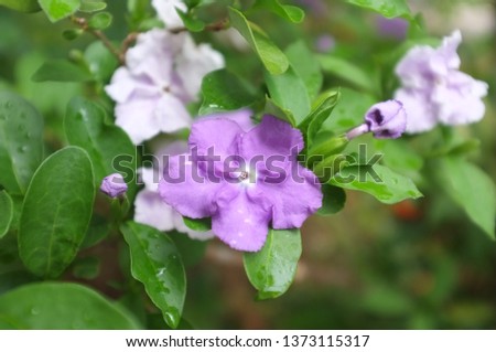 Purple flower with green leaf