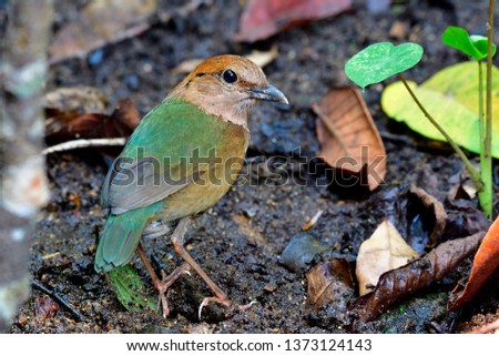  Rusty-naped pitta (Hydrornis oatesi) exotic green to brown bird stading on its habitation ground in stream while searching for meal in early morning