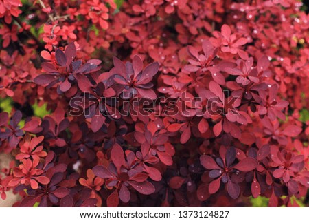 Red background from plant leaves. Fresh spring tropical greens. Abstract floral background