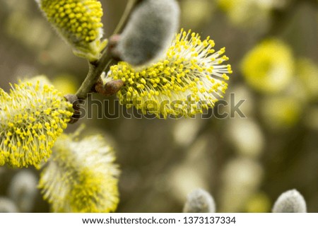 Beautiful Catkins Blossom in Springtime. Easter Time.